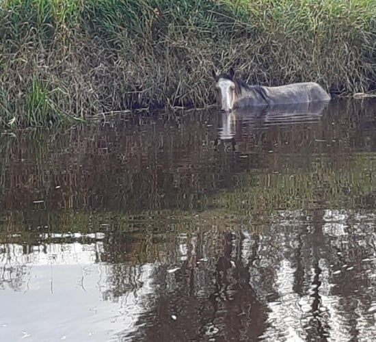 ISPCA rescue horse stranded in Offaly river for over 24 hours