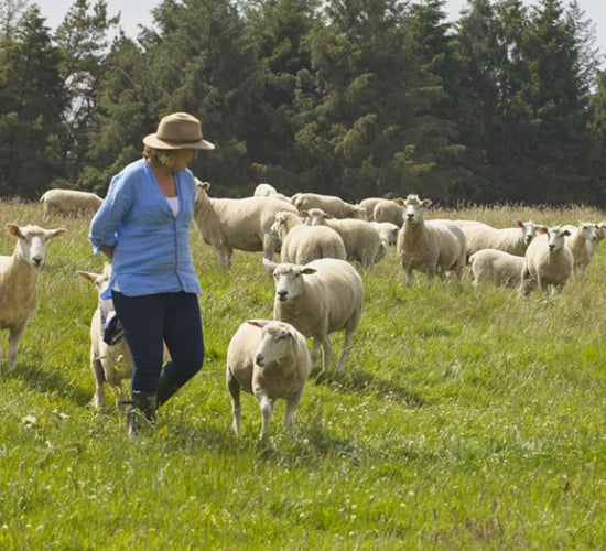Watch: 'Diversification is key' at east Galway organic sheep farm