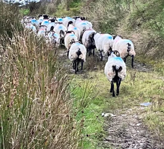 Donegal farmer's ewes and lambs have 'vanished into thin air'