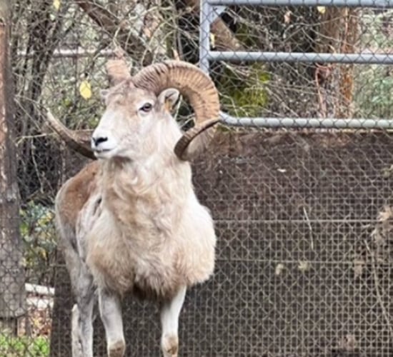 American man charged for conspiracy to clone giant sheep