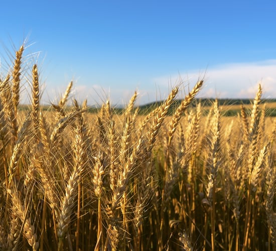 World food prices declined in October - FAO