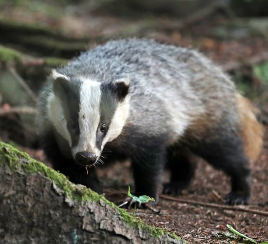 McConalogue: Badgers caught using 'stopped body restraints'