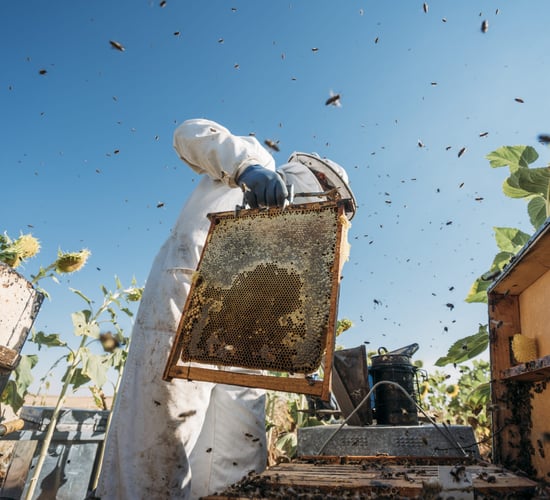 Opinion: European beekeepers need support in 'hostile market'