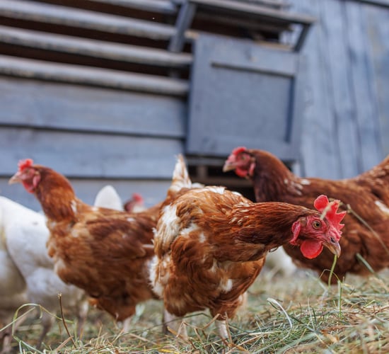 DAFM urges poultry owners to be vigilant for Newcastle disease
