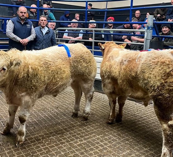 Powerful mart trade for weanlings rolls into October