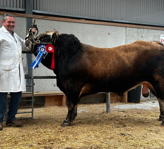 2 Aubrac bulls make €5,000 at society premier show and sale