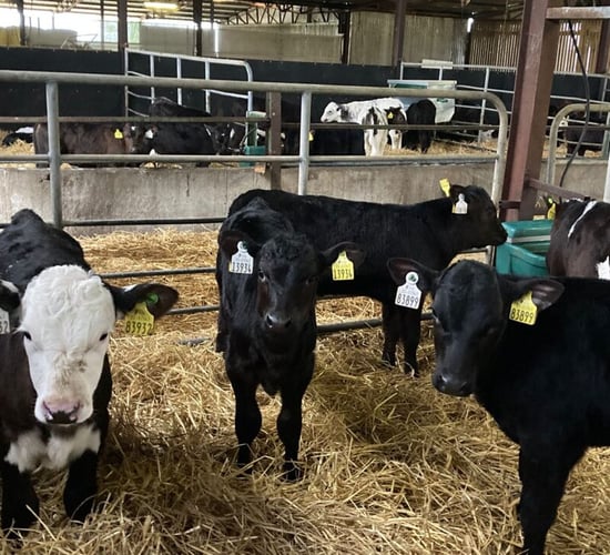 Dairy Calf-to-Beef International Conference kicks off today