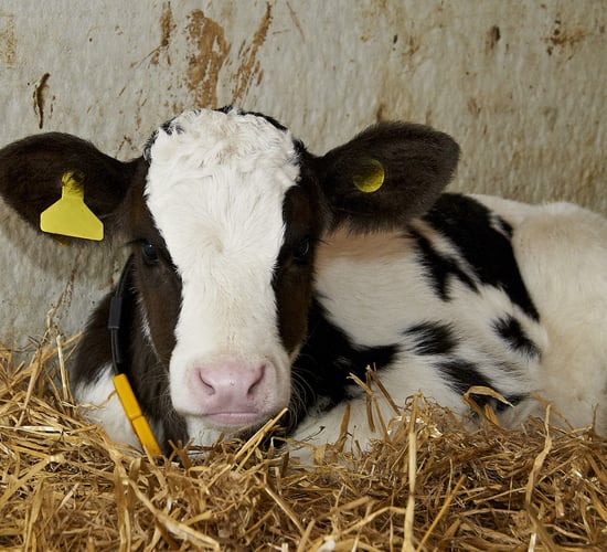 New skim milk-based calf milk replacer meets demand of farmers