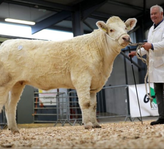 Average price of €4,070 at Carrick Charolais heifer sale