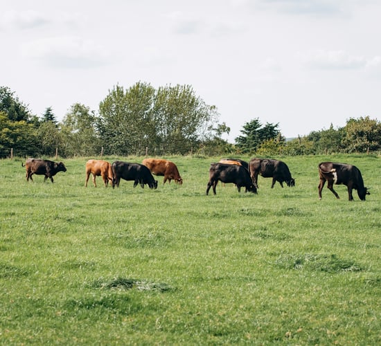 Tenders sought for cross border network of farming communities