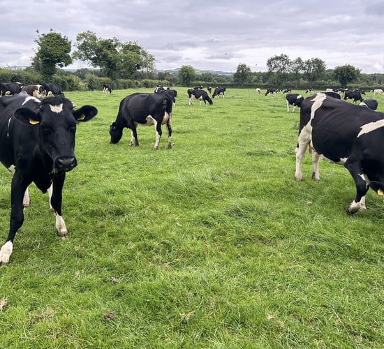Dairy advice: Scanning should commence 30 days after last serve
