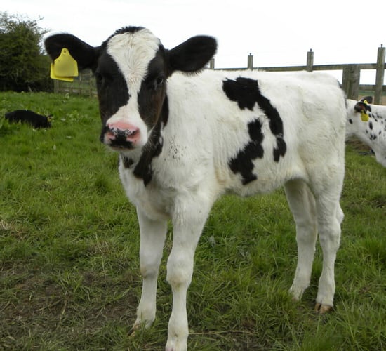 Limerick RVL determines injury from dosing gun caused calf death