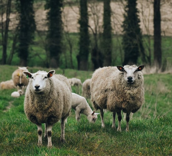 Sheep farmer on dog attack: 'The most savage thing I have ever seen'