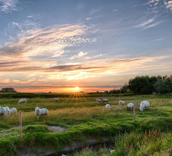 Galway dog warden conducts enquiries over sheep worrying