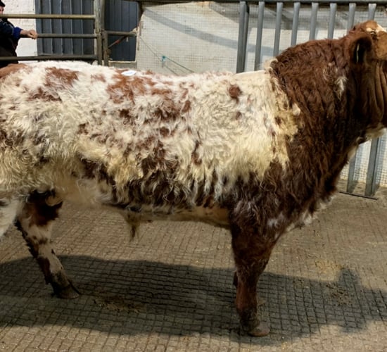 Weanling bulls under 350kg average €3.48/kg at Balla