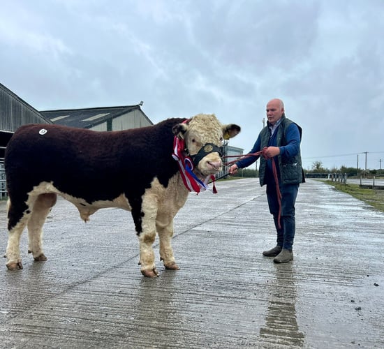 Top price of €5,600 at Kilmallock Hereford bull sale