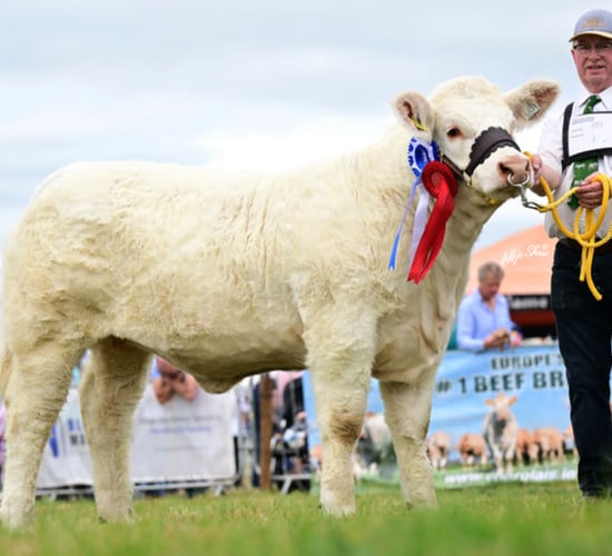 Maiden heifer makes €12,200 at Goldstar Charolais sale