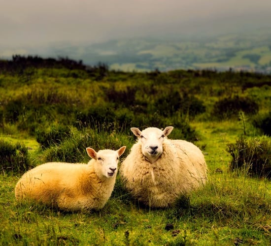 McConalogue: Irish livestock 'at risk' from bluetongue
