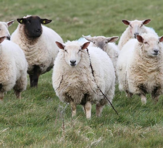 'Future looks bleak for NI sheep sector'- MP