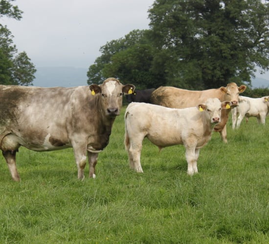 ICBF: Large number of herds still to record SCEP weights