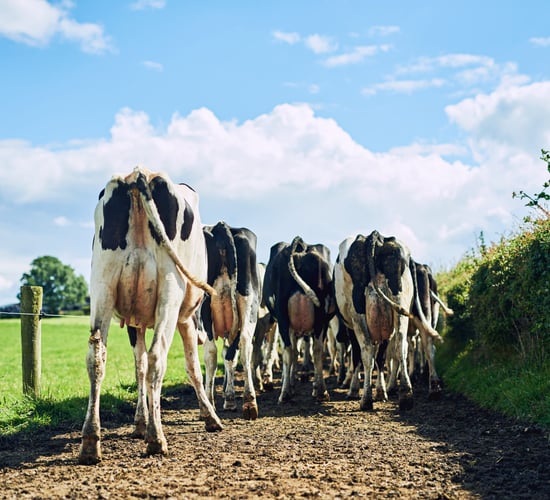 UK's less intensive dairy in good place to benefit from new EU deal