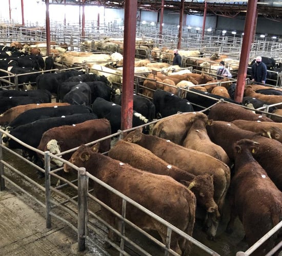 Big money paid for suckler breeding heifers at Balla Mart
