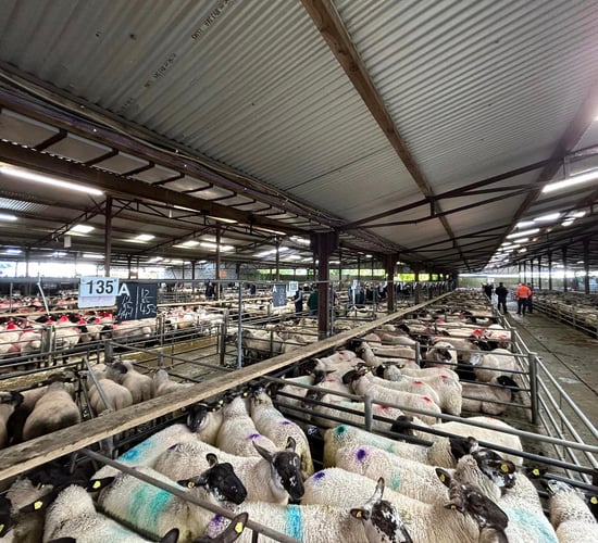 Sheep marts: Better trade seen across the country for lambs