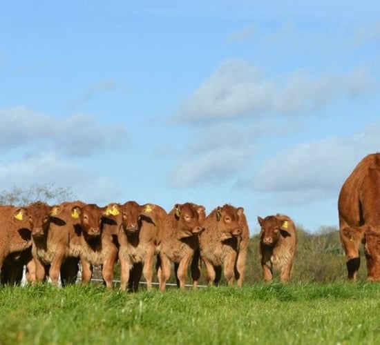Could embryos from factory cows be reused for breeding?