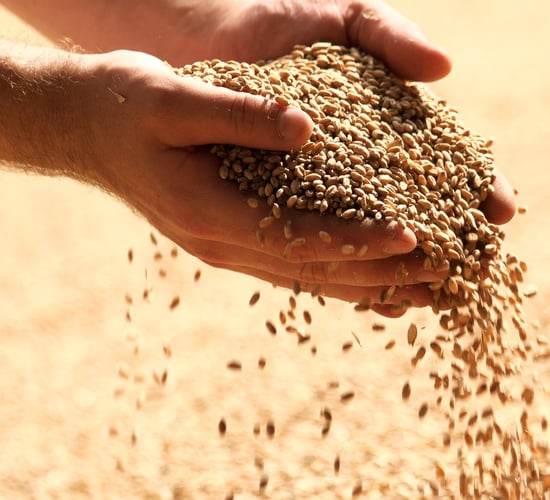 Latest data shows decline in EU cereal exports