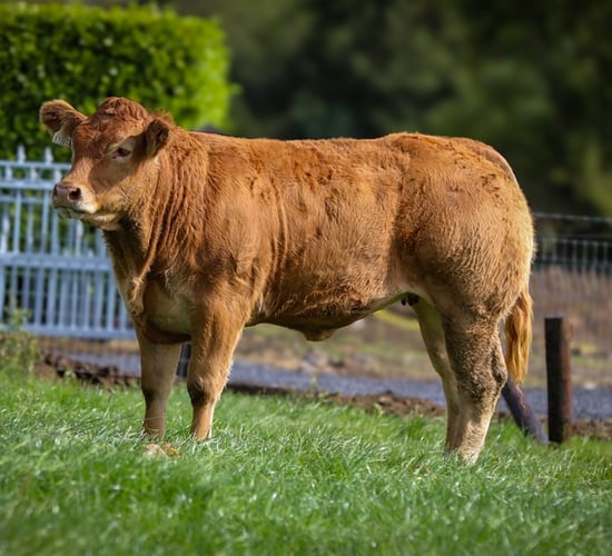 Maiden heifer makes €12,000 at Drummin Herd dispersal