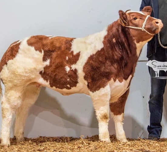 Belgian Blue heifer sells for €19,000 at Stranorlar sale