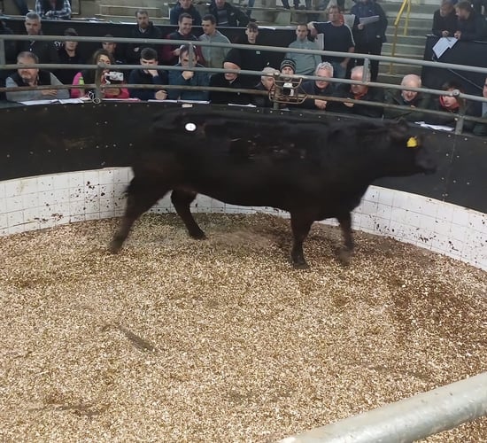 Commercial in-calf heifer makes €9,100 at retirement sale in Elphin