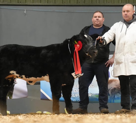 Carrick Winter Fair: Sunday weanling heifer show results