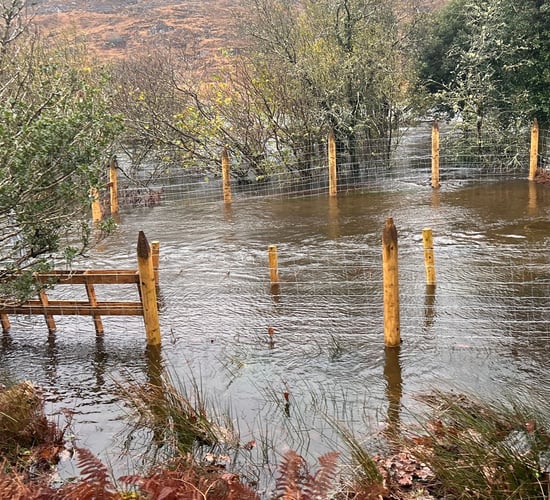 Havoc wrought in Kerry as Storm Bert floods sheep farm