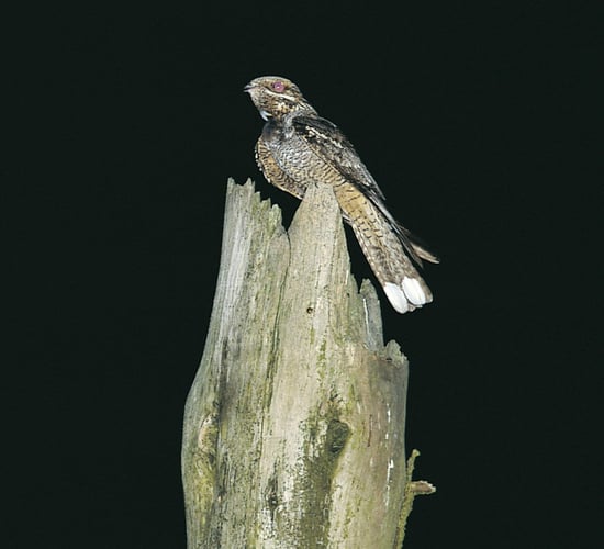 Nightjar confirmed to be breeding in Wexford