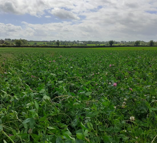 CAFRE farms: A look at clover &amp; grazing management in 2024