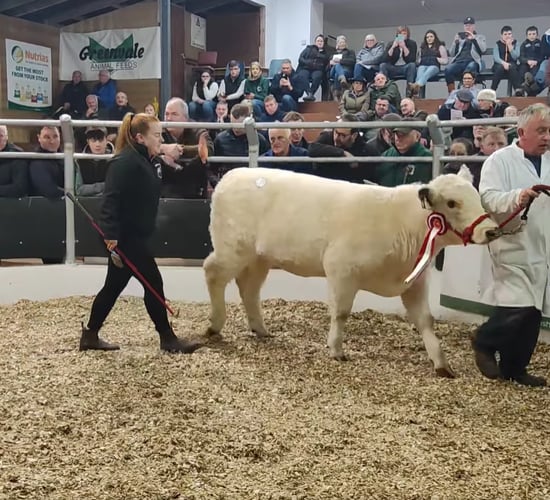 Prices reach €8,000 at Shorthorn sale in Carrick on Shannon