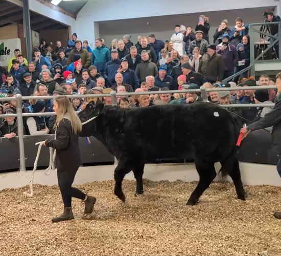 Hundreds of farmers flock to Day 1 of Carrick Winter Fair