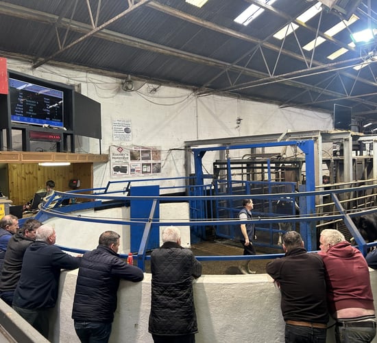 Carnaross mart: What are freshly calved cows making?
