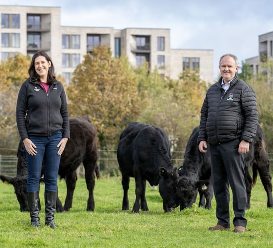 Certified Irish Angus to rear cattle at Airfield Estate