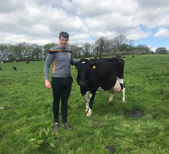 Drench cows for the 'cover they need over the winter' - Sligo farmer