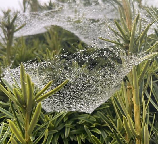 Met Éireann: Mixed weather this weekend ahead of cold snap