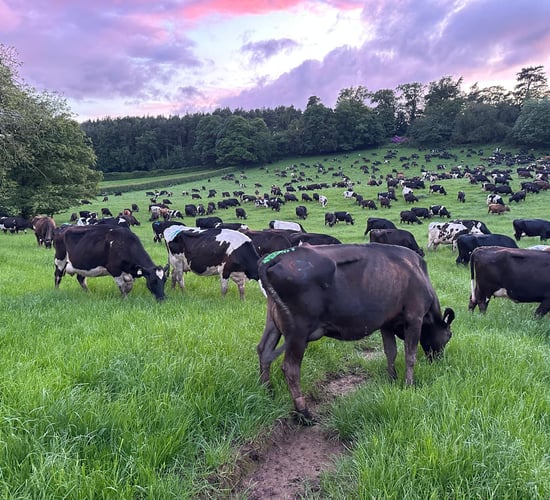 Dairy Focus: Cork man manages 1,500-cow farm in England