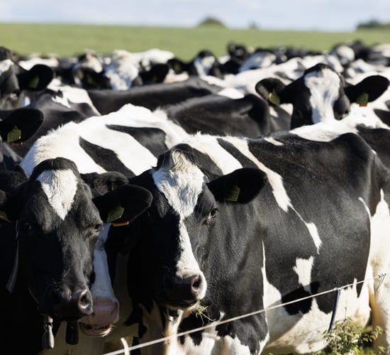Partnering with a biomethane producer increases farm productivity