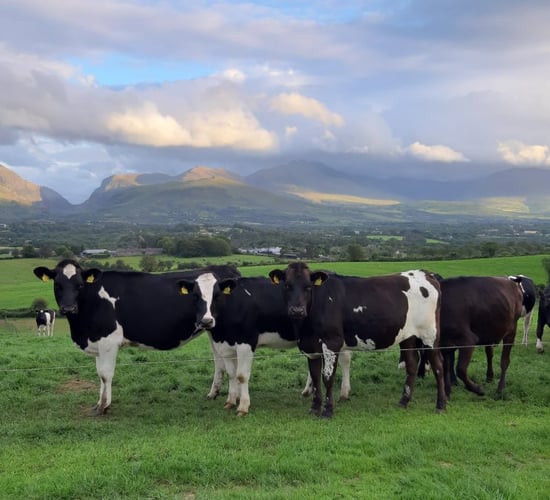 13 measures in new Kerry Dairy Ireland sustainability programme