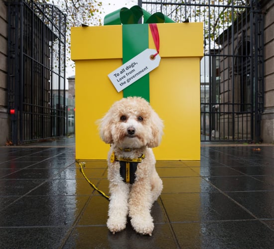 Dogs Trust calls on govt to appoint junior minister for animal welfare