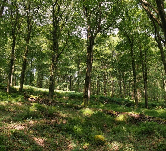 Heydon: Coillte Nature decision won't 'negatively impact' objectives