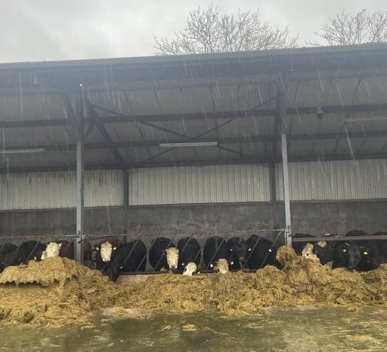Factory quotes: Beef price offerings hit all-time highs