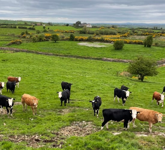Rise in liver fluke cases seen in factory cattle this year