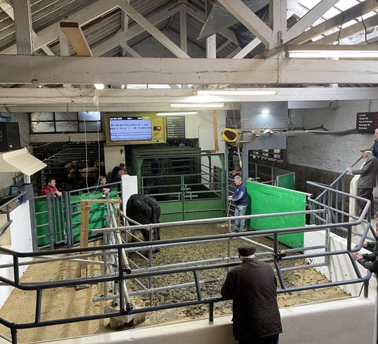 Trade for lighter cattle strengthens in Tipperary town